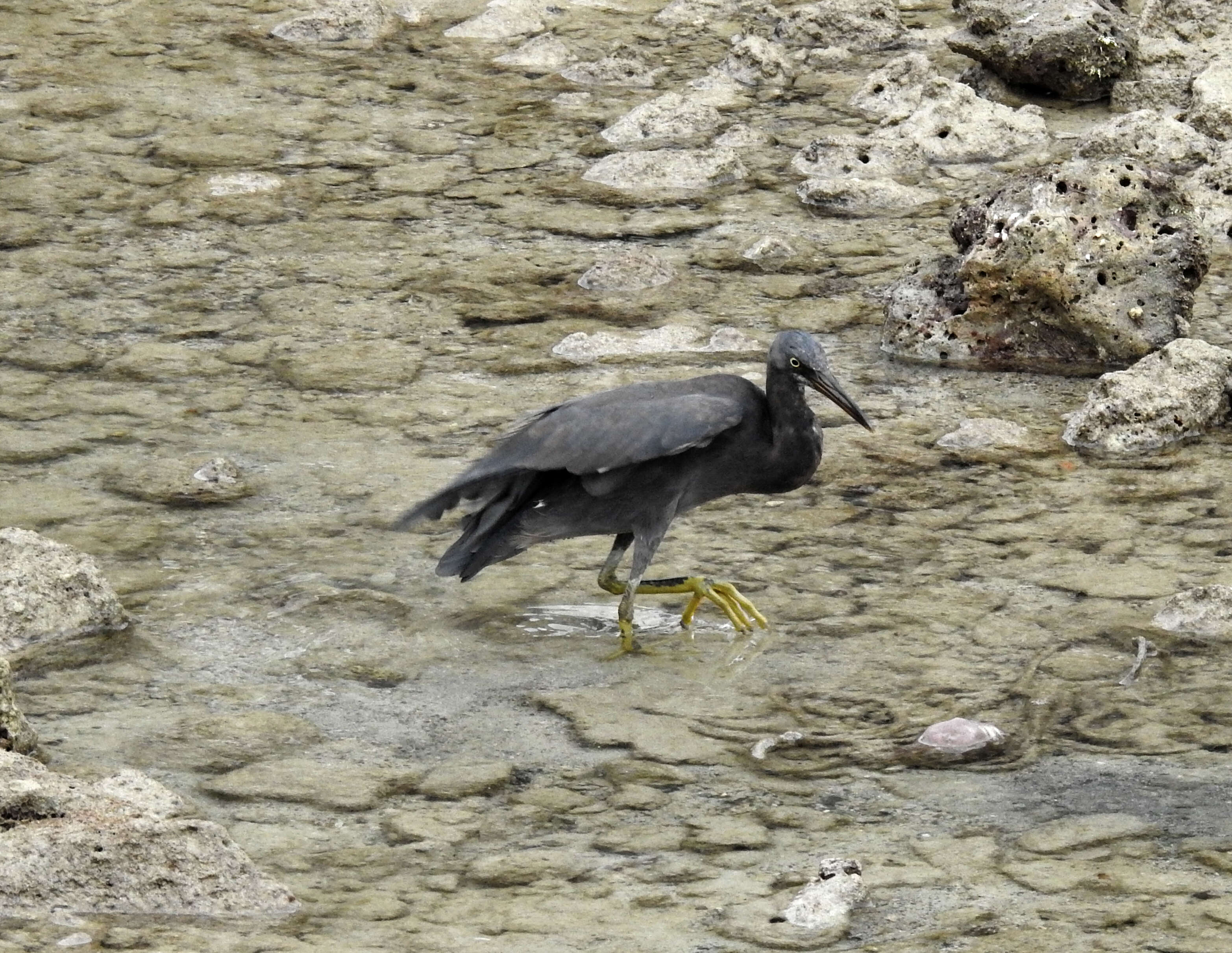 Image de Aigrette sacrée