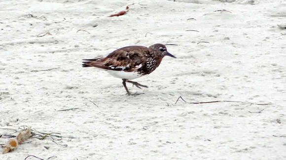 Image of Ruddy Turnstone