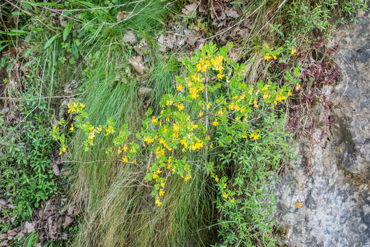 Image of Scorpion Senna