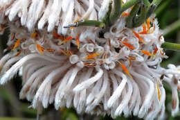 Image of nodding coneflower