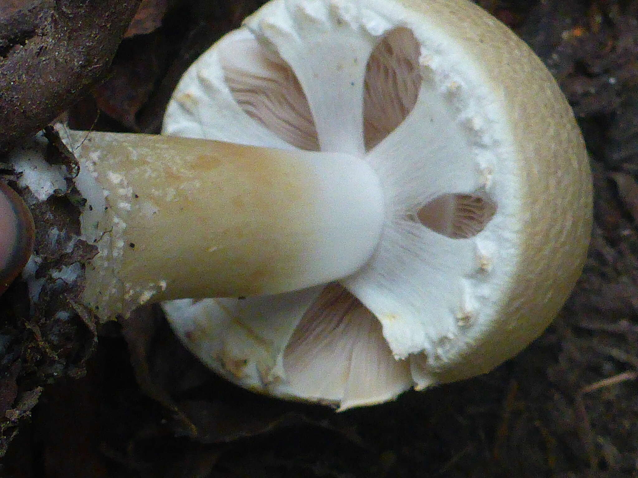 Imagem de Agaricus sylvicola