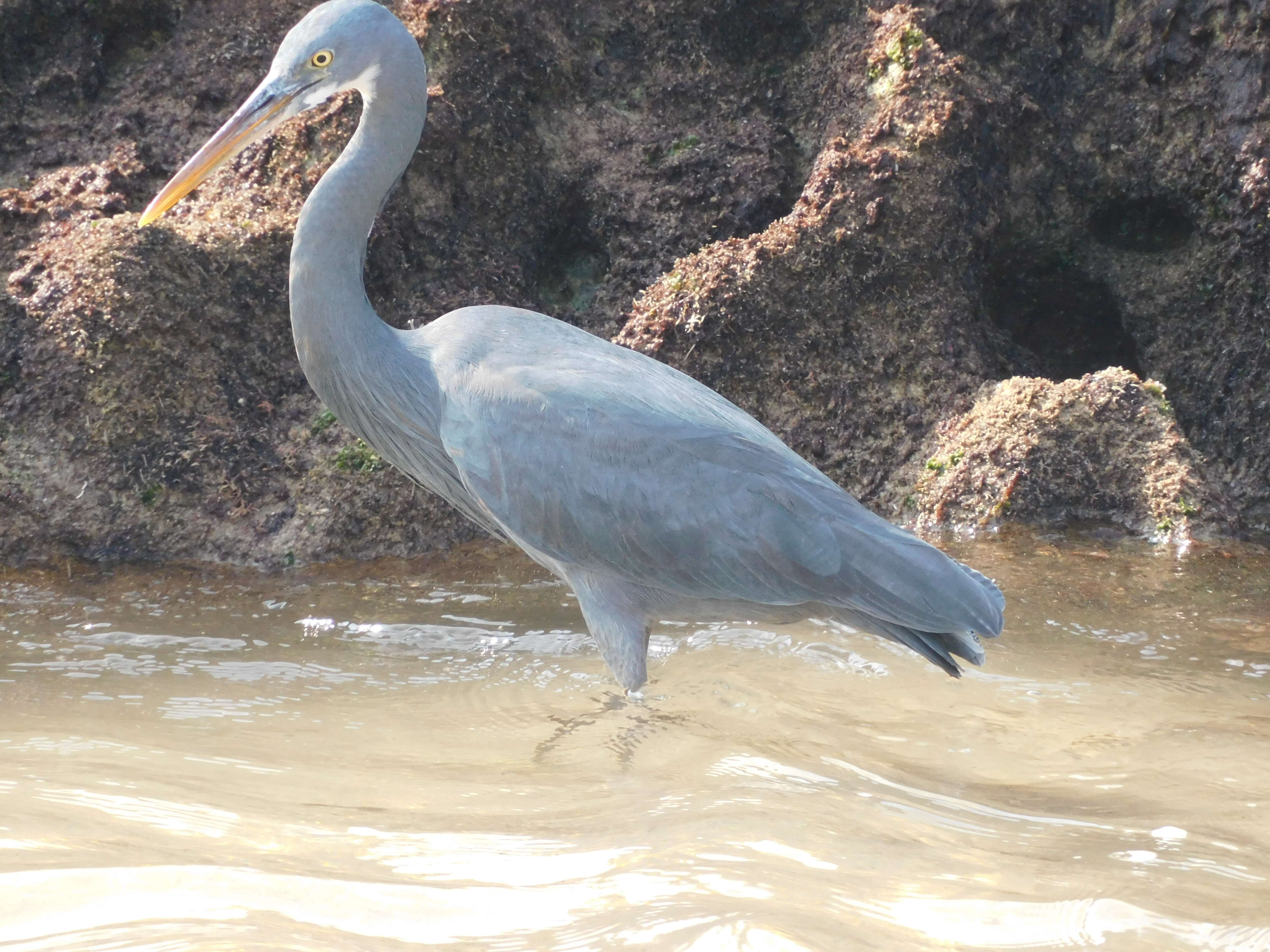 Image of Western Reef Heron