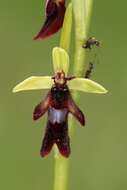 Image of Fly orchid