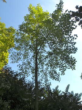 Image of Tulip tree