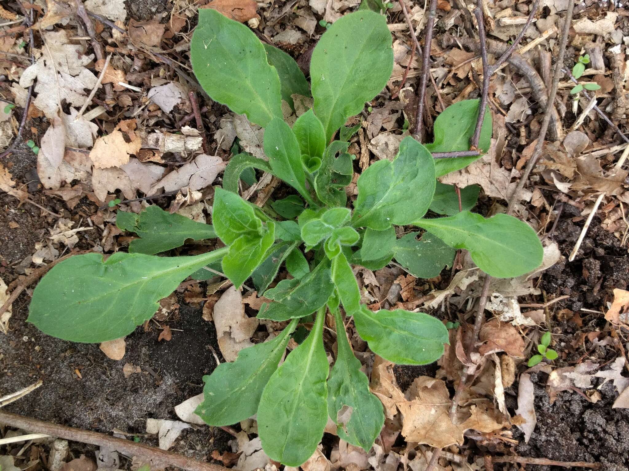 صورة Silene dioica (L.) Clairv.