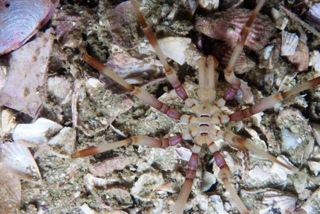 Image of sea spider