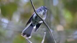 Image of Grey Fantail