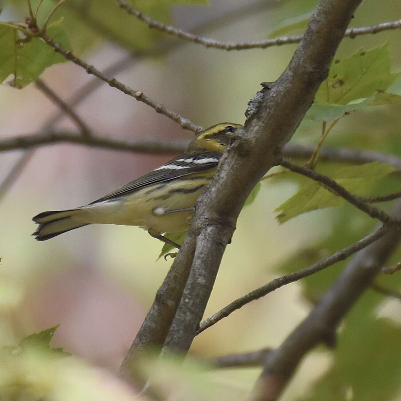 Image of Blackburnian Warbler