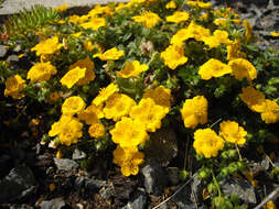 Image of Potentilla aurea L.