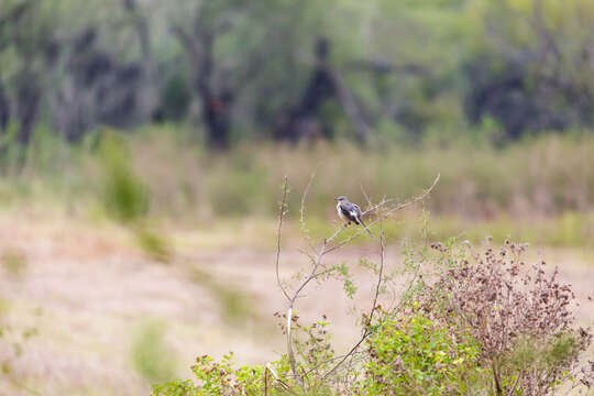 Image of Northern Mockingbird