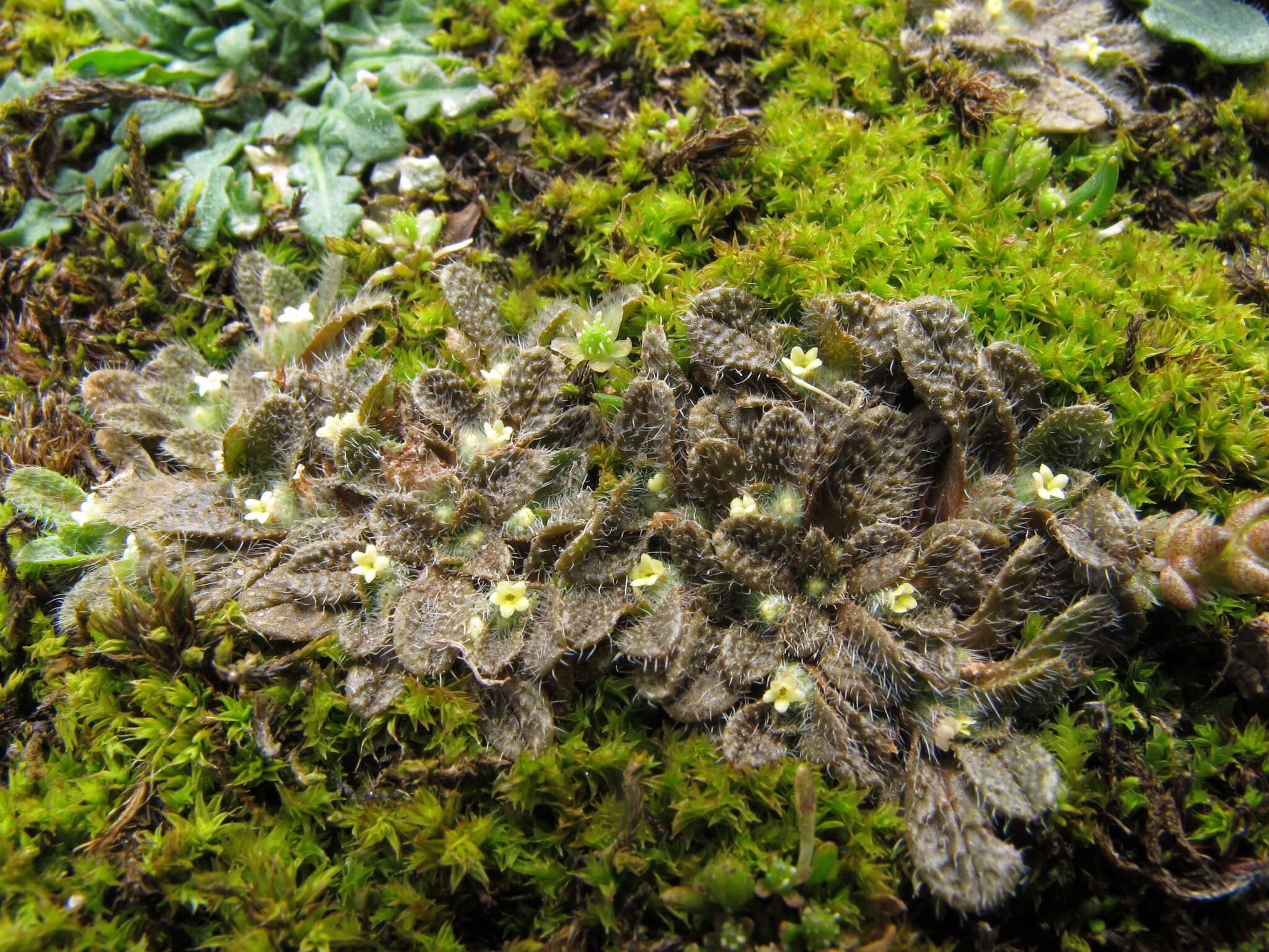 Image de Myosotis brevis de Lange & Barkla