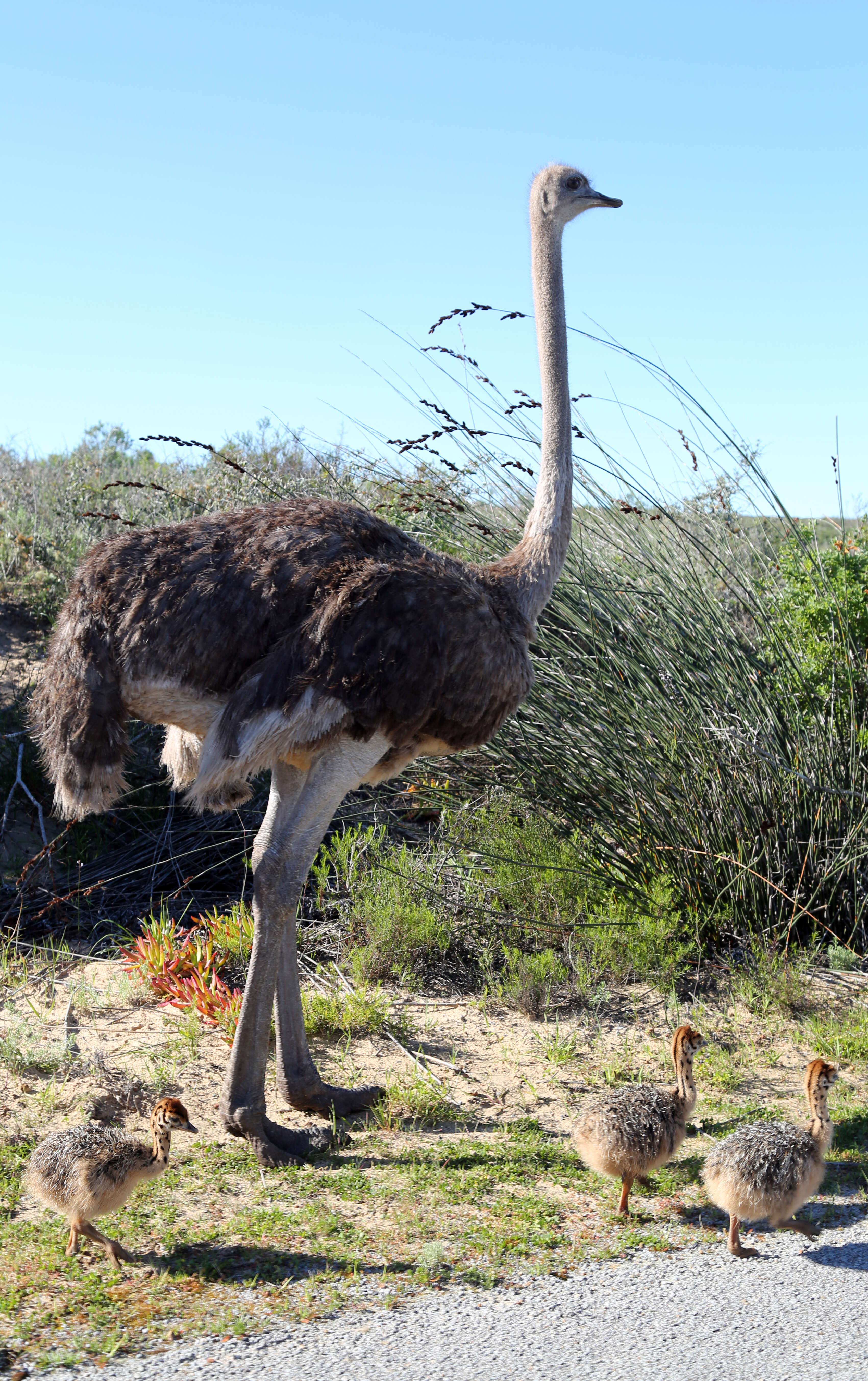 Image of ostriches