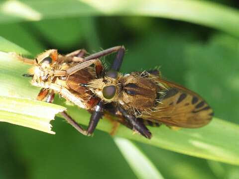 Image of Hornet robberfly