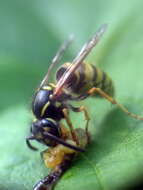 Image of Common wasp