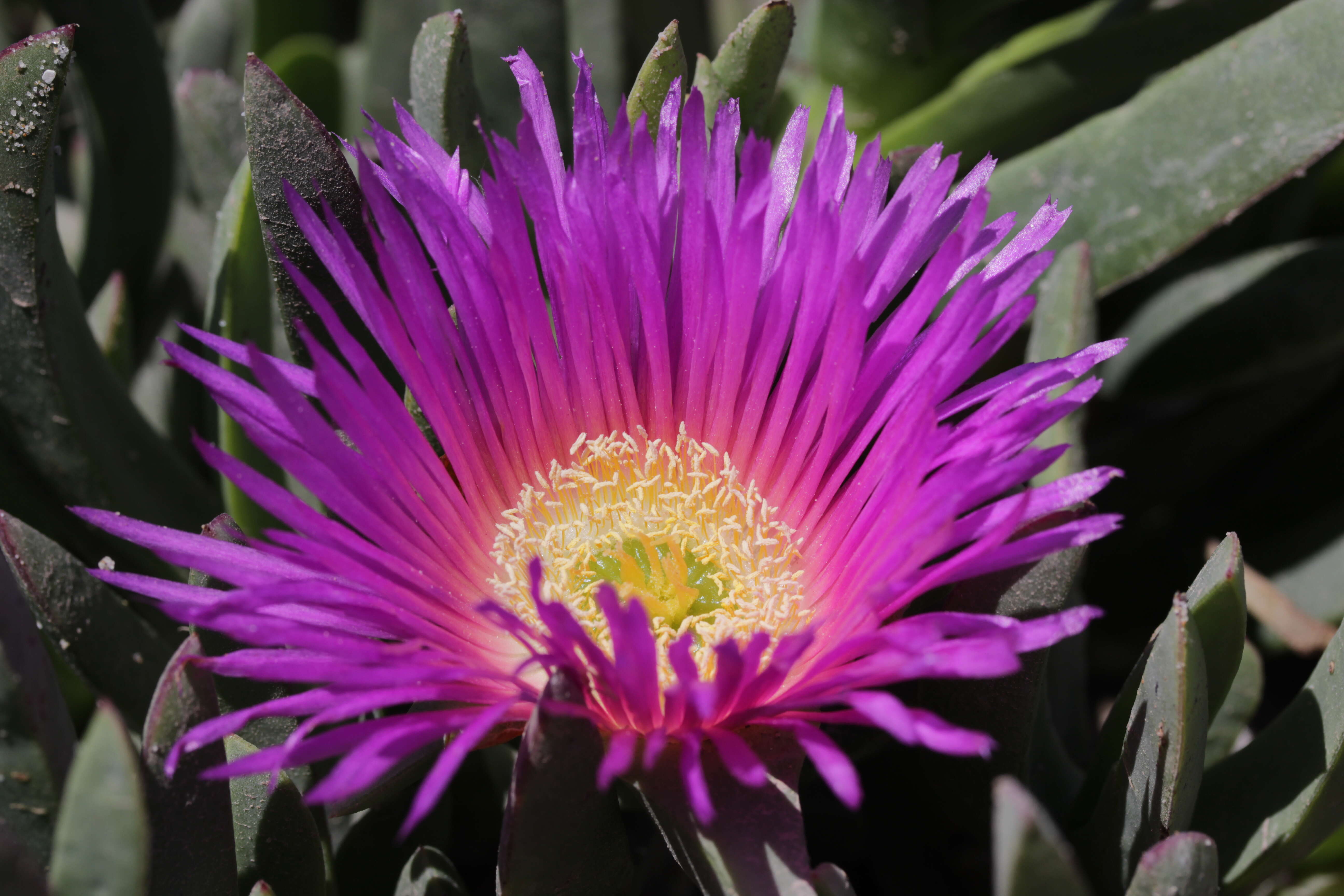 Image of Carpobrotus acinaciformis (L.) L. Bol.