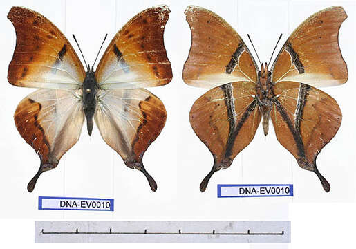 Image of Charaxes zoolina Westwood (1850)