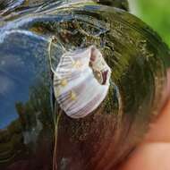 Image of Striped barnacle