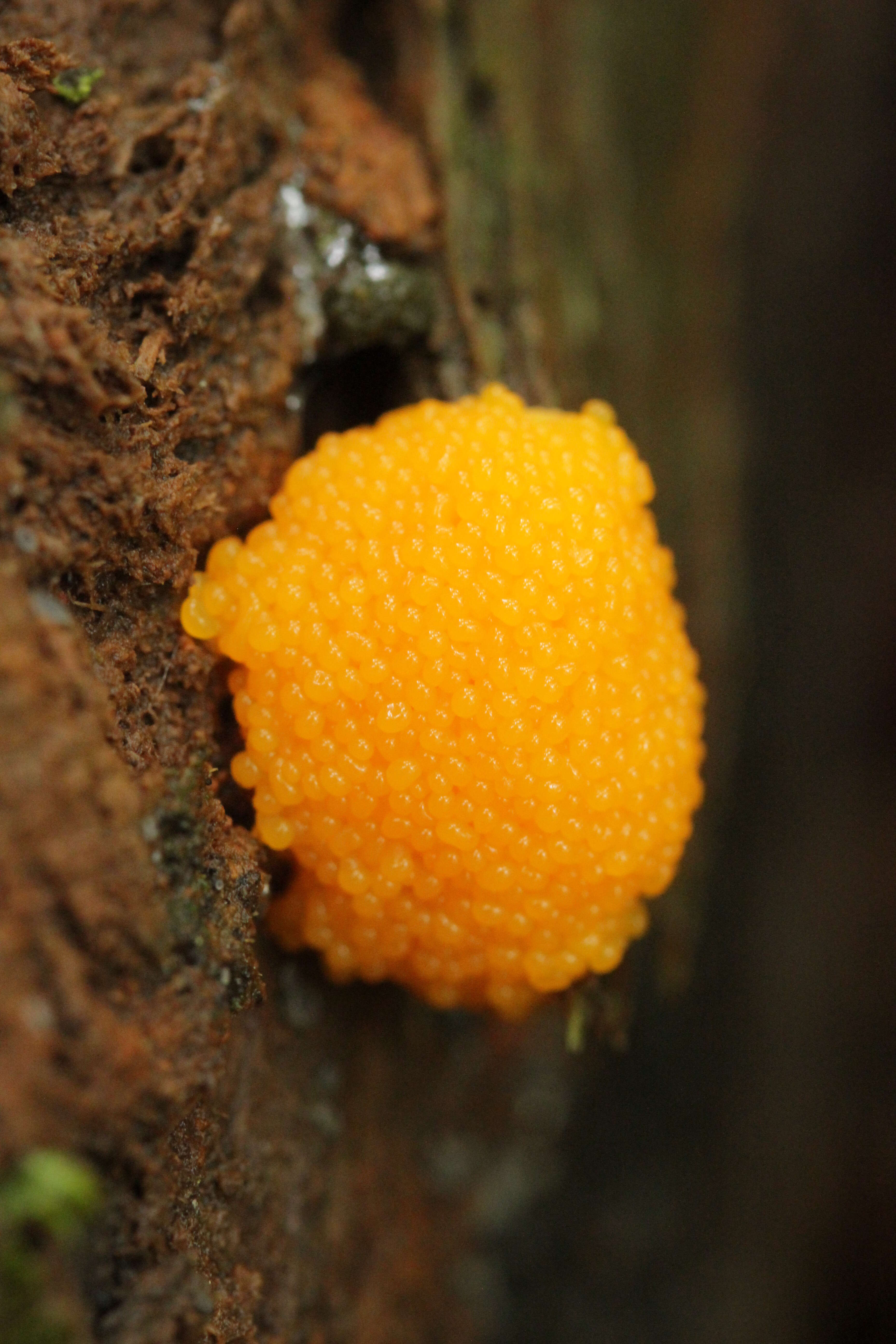 Image of Tubifera ferruginosa