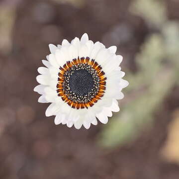 Image of Double Namaqua marigold