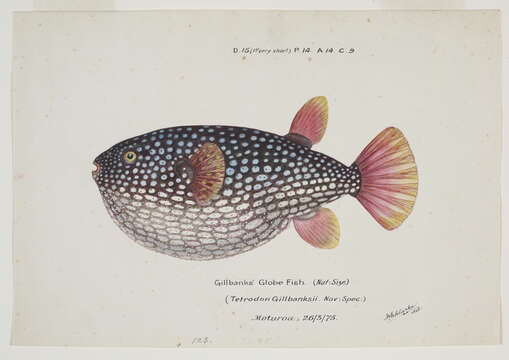 Image of Arothron gillbanksii (Clarke 1897)