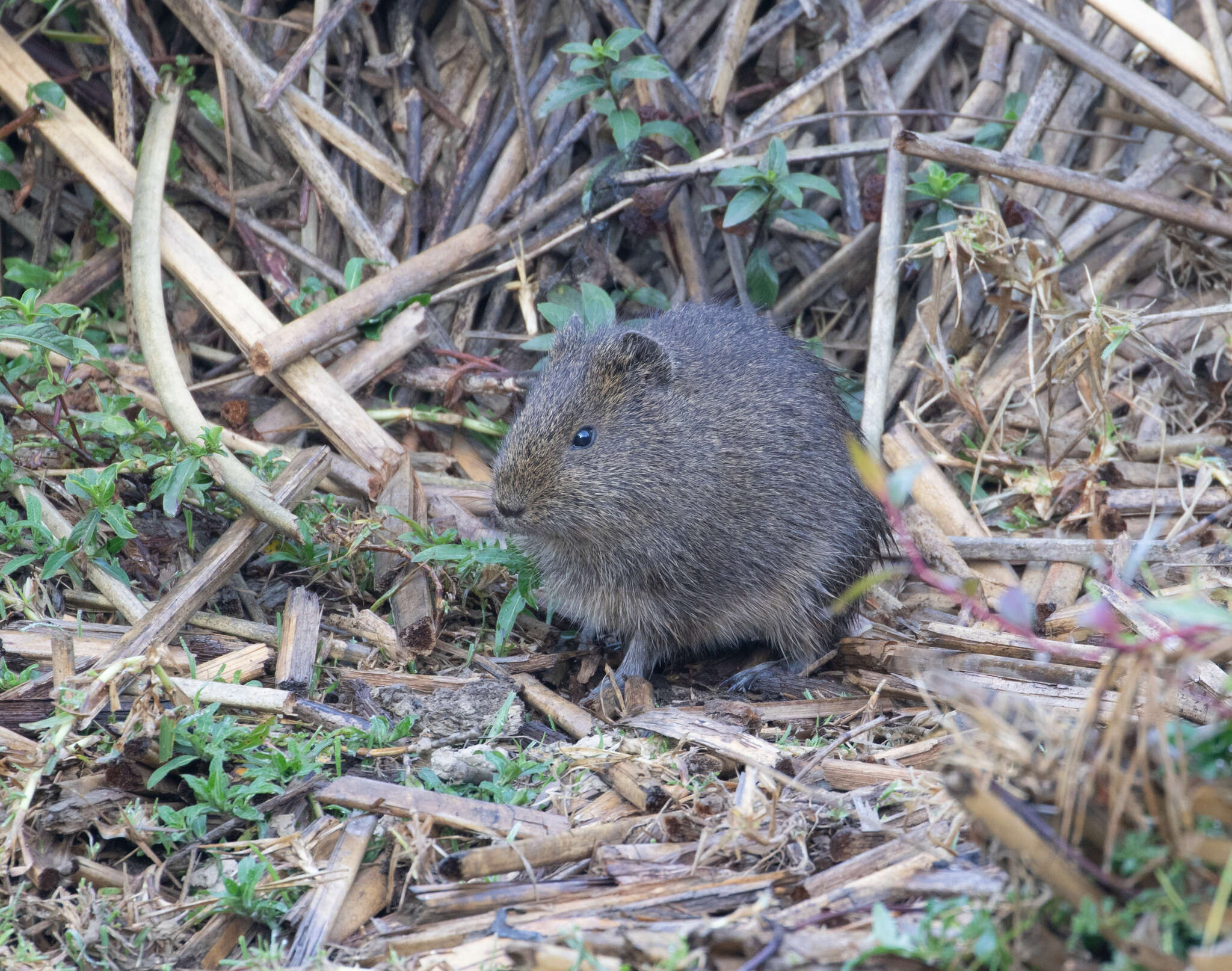 Image of Brazilian Guinea Pig