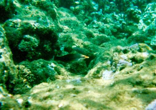 Image of Bird wrasse