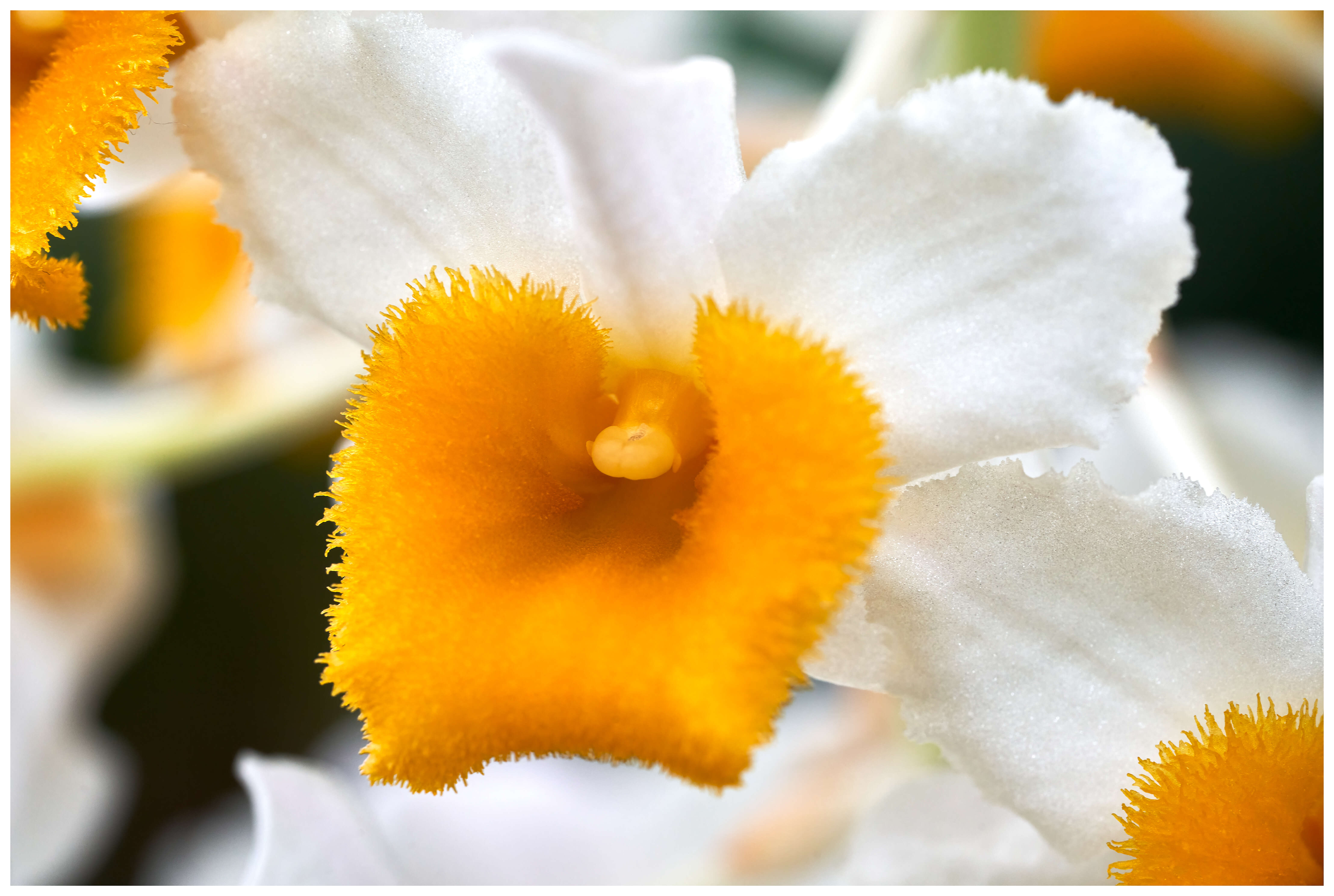 Imagem de Dendrobium thyrsiflorum B. S. Williams