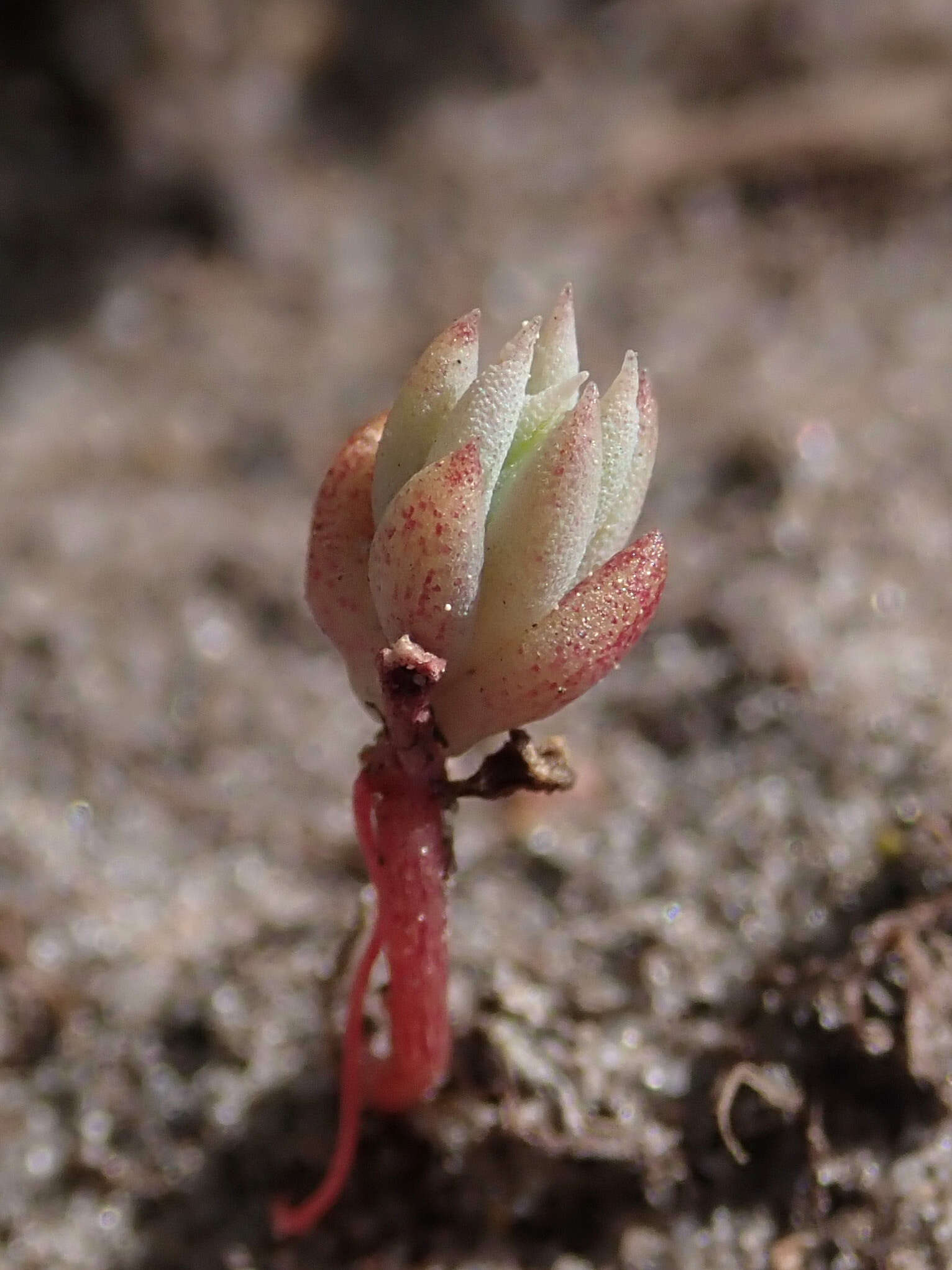 Слика од Petrosedum rupestre (L.) P. Heath