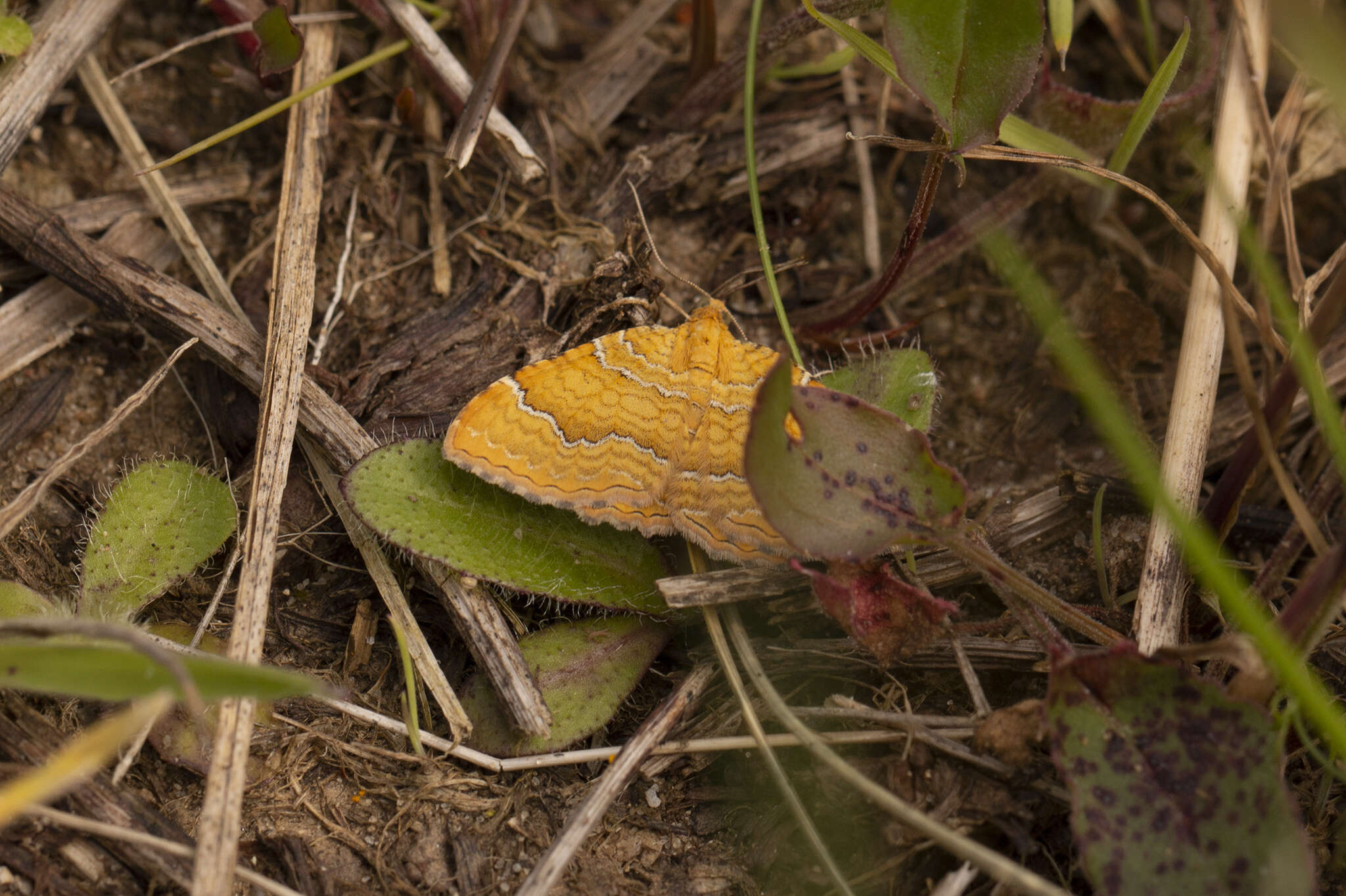 Image of Camptogramma bilineata