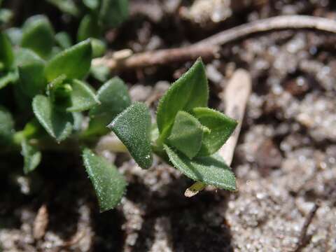 Image of Thyme-leaved Sandwort