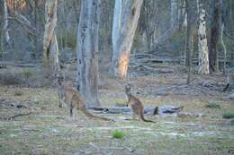 Macropus fuliginosus (Desmarest 1817) resmi