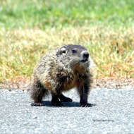 Image of Marmota subgen. Marmota Blumenbach 1779