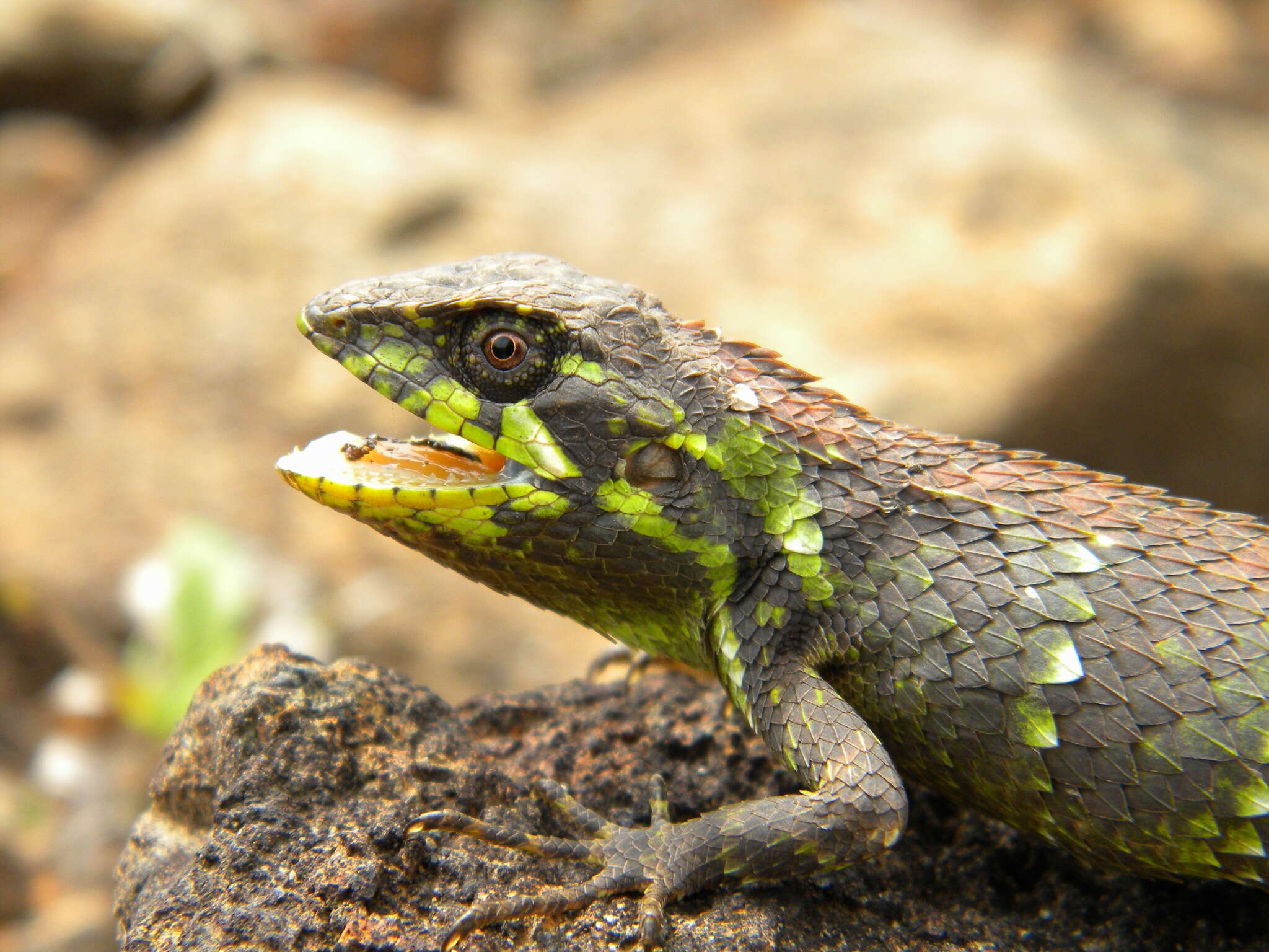 Image of Horsfield's Spiny Lizard