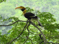 Image of Great Indian Hornbill