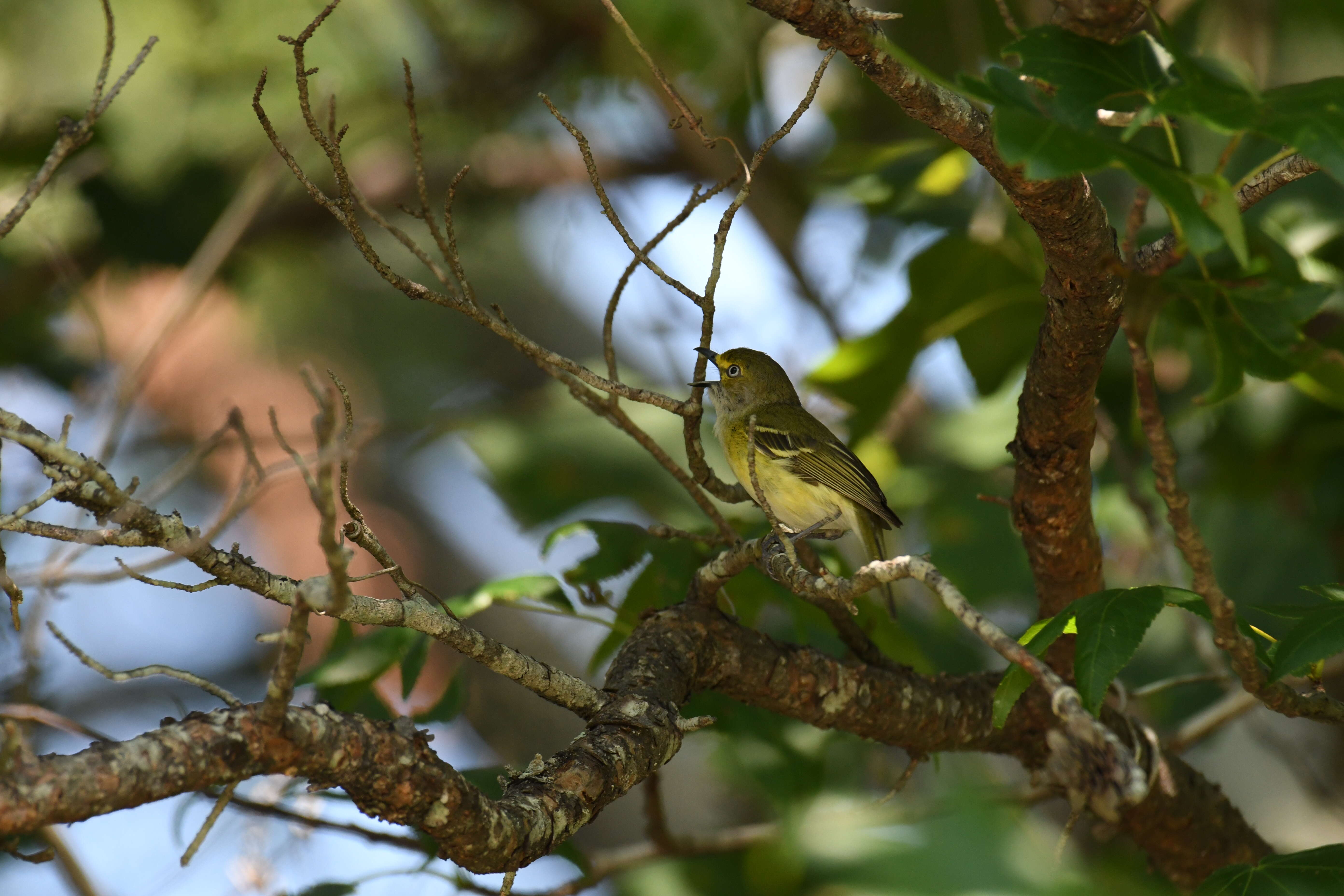 Слика од Vireo griseus (Boddaert 1783)