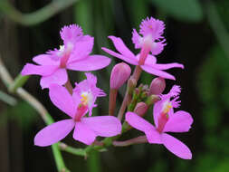 Sivun Epidendrum ibaguense Kunth kuva