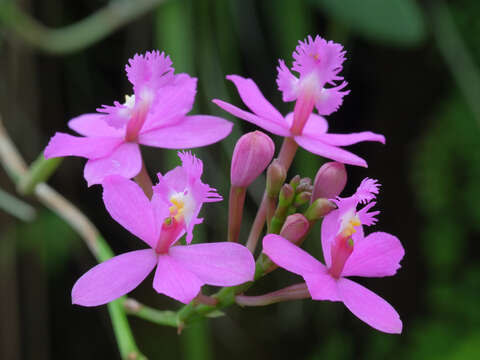 Image of Epidendrum ibaguense Kunth