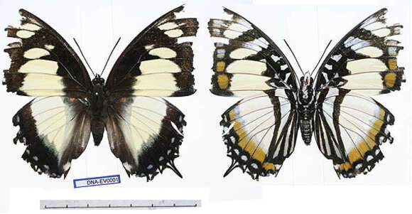 Imagem de Charaxes superbus Schultze 1908