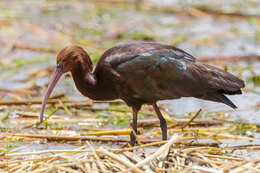 Image de Ibis de Ridgway