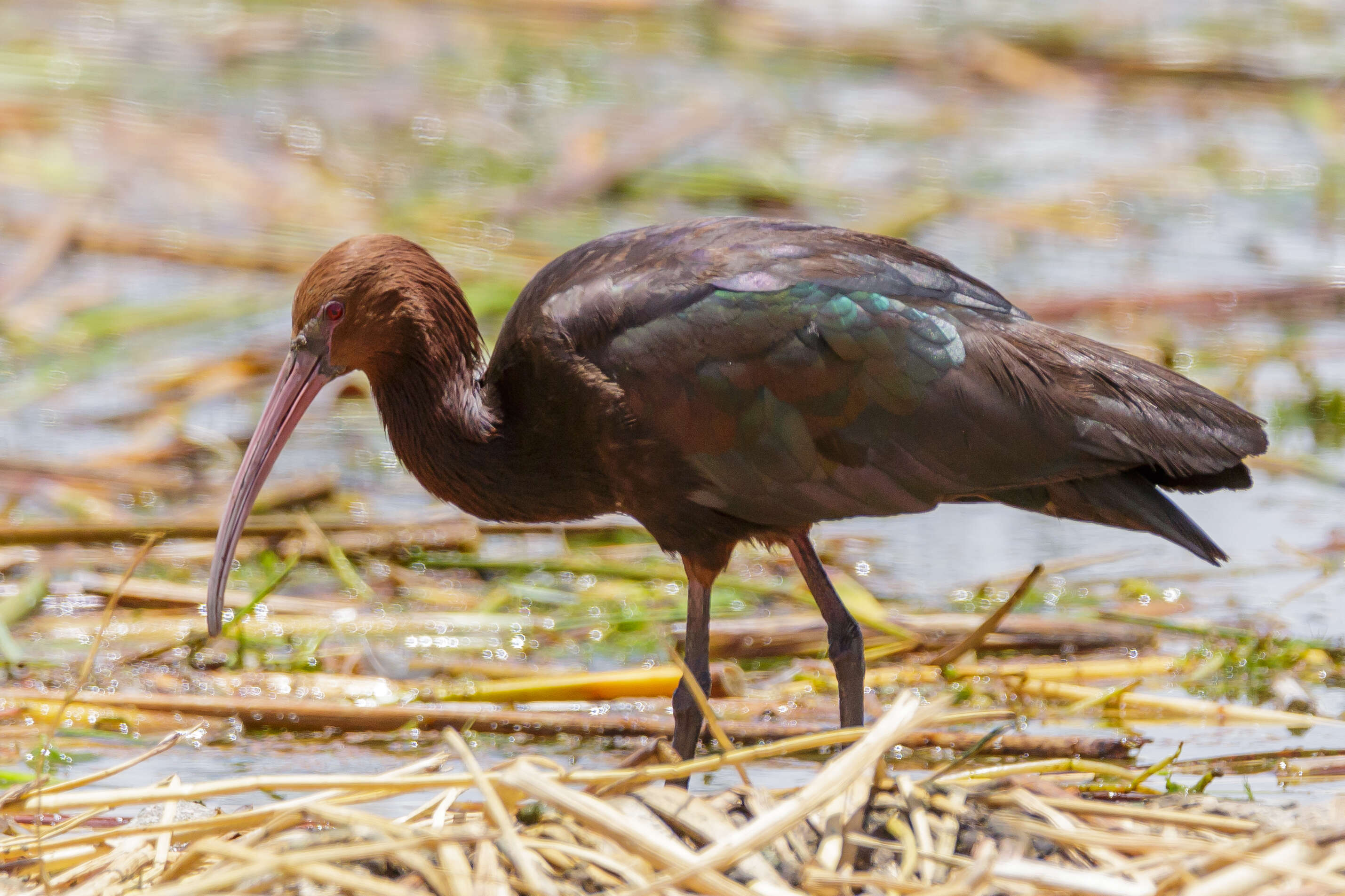 Image de Ibis de Ridgway