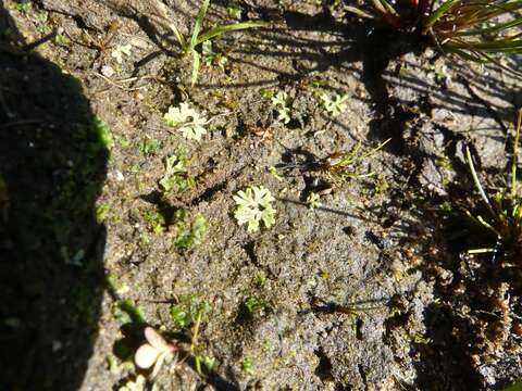 Image of Violet crystalwort