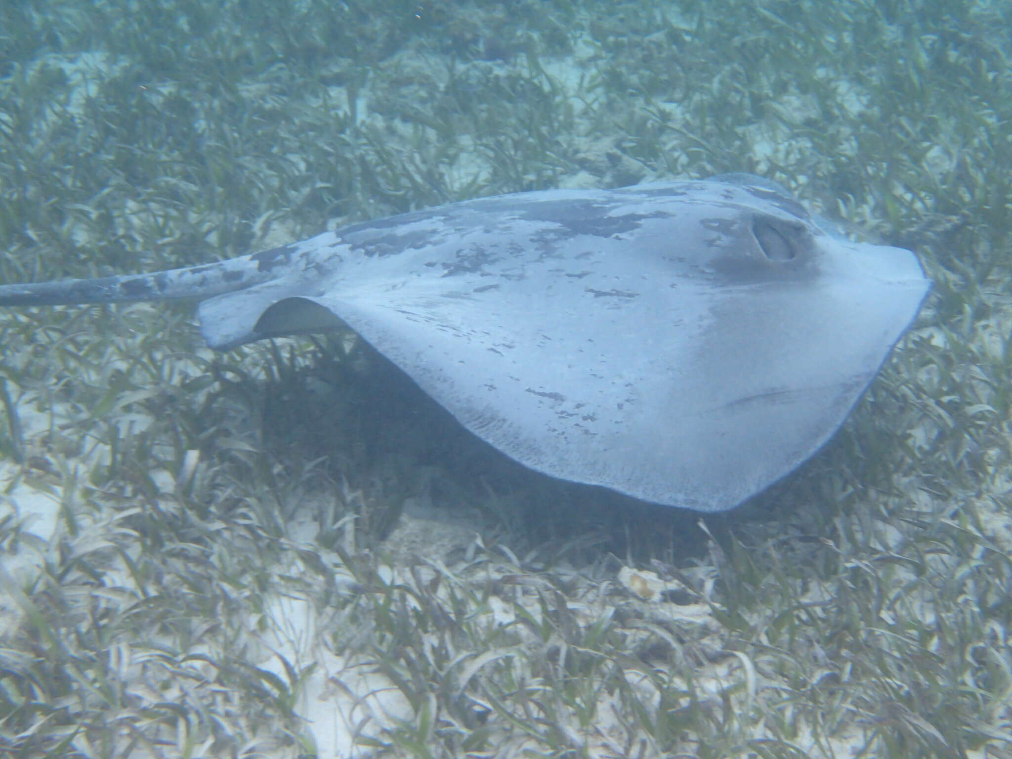 Image of river stingrays