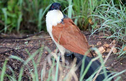 Image of Burchell's Coucal