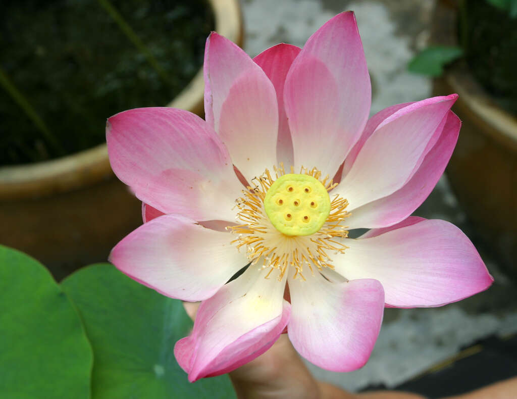 Image of sacred lotus