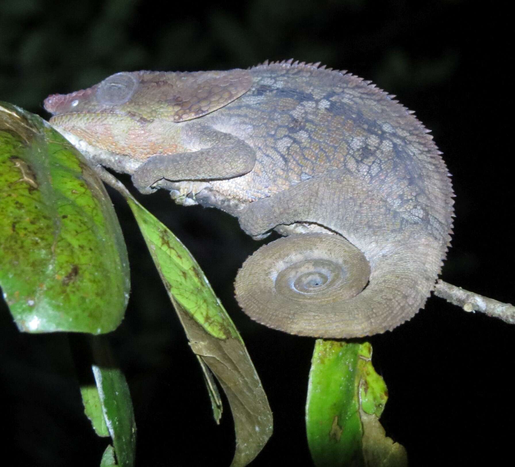 Image of Short-horned Chameleon