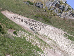 Image of Otago Shag