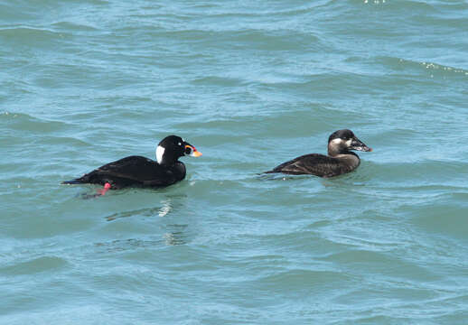 Image of scoter