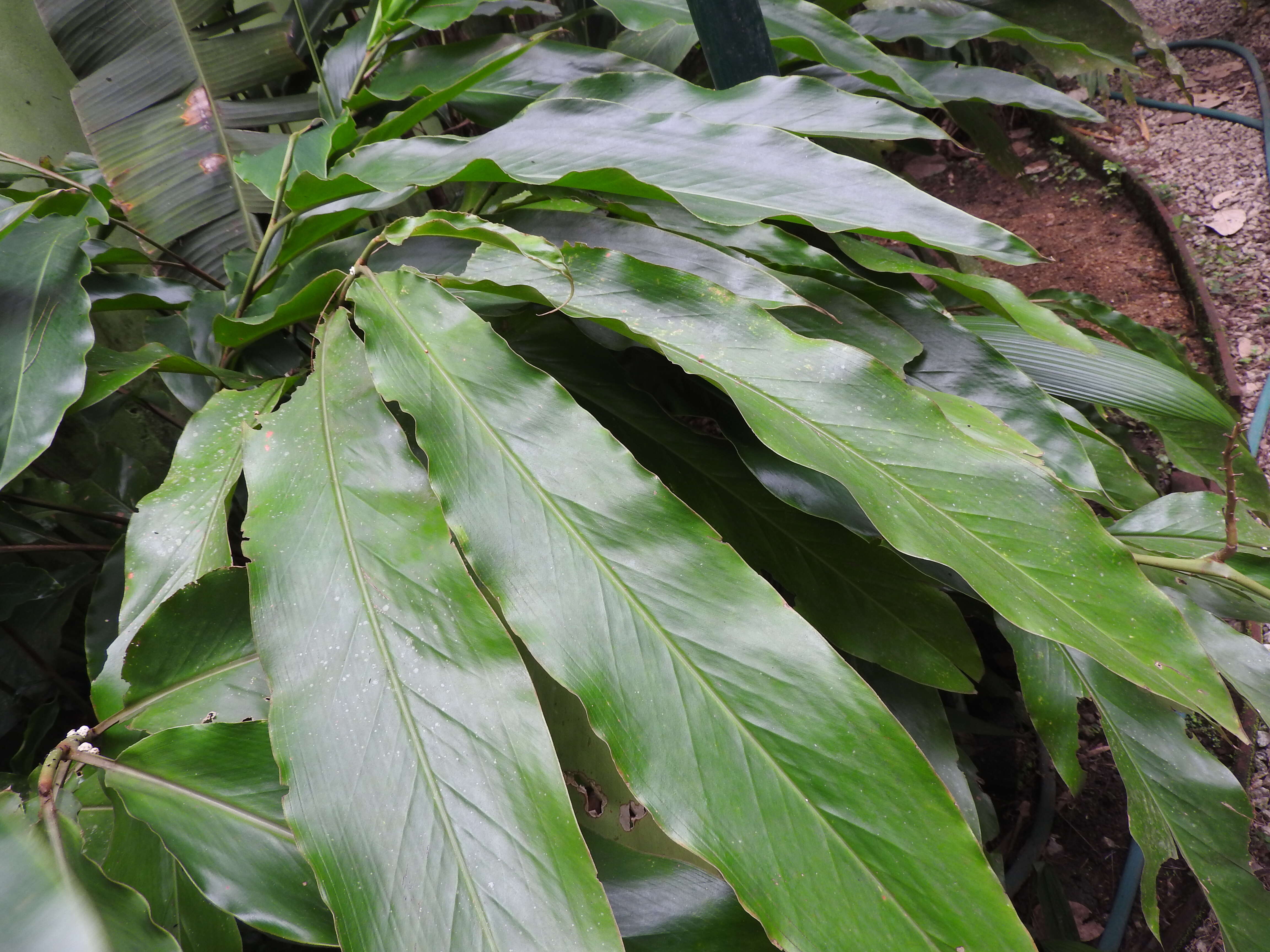 Image of Alpinia malaccensis (Burm. fil.) Roscoe