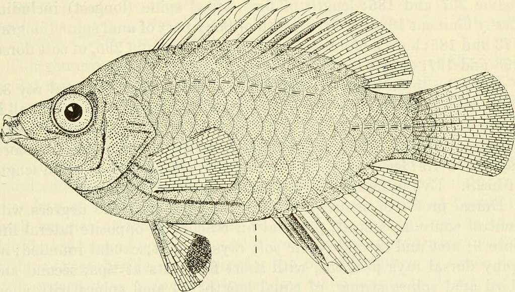 Image of Pseudocheilinops