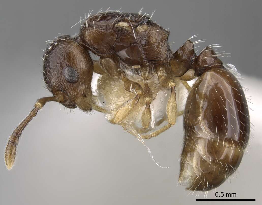 Image of Temnothorax